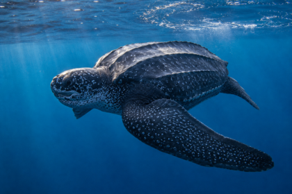 Una tartaruga Liuto che nuota nell'oceano